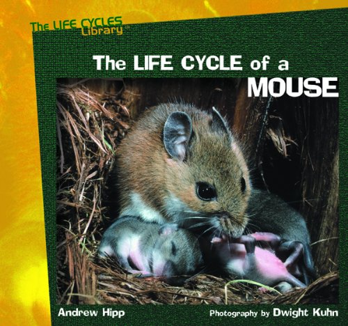 Life Cycle of a Mouse